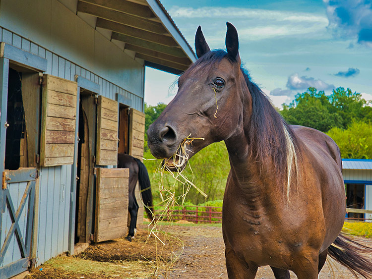 equestrian center in the pyrenees